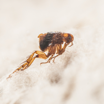 Flea & Tick Control
