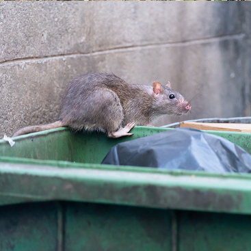 Rodent Control