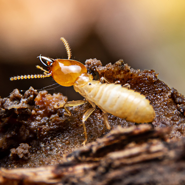 Termite Control