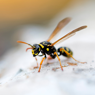 Bee & Wasp Control