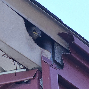 Animal & Wildlife Removal