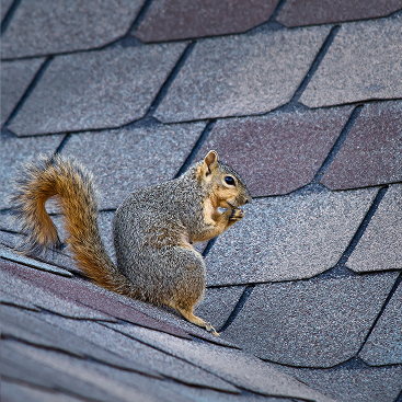 Animal & Wildlife Removal