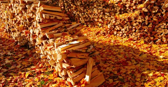 Leaf Piles and Firewood