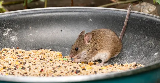 Mouse eating pet food