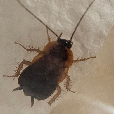 Bed Bug Detection & Removal