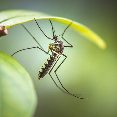 Mosquito Control