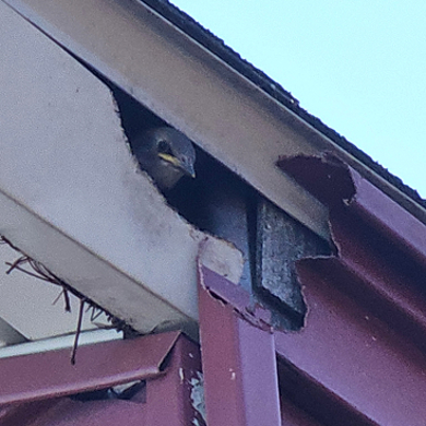 Animal & Wildlife Removal