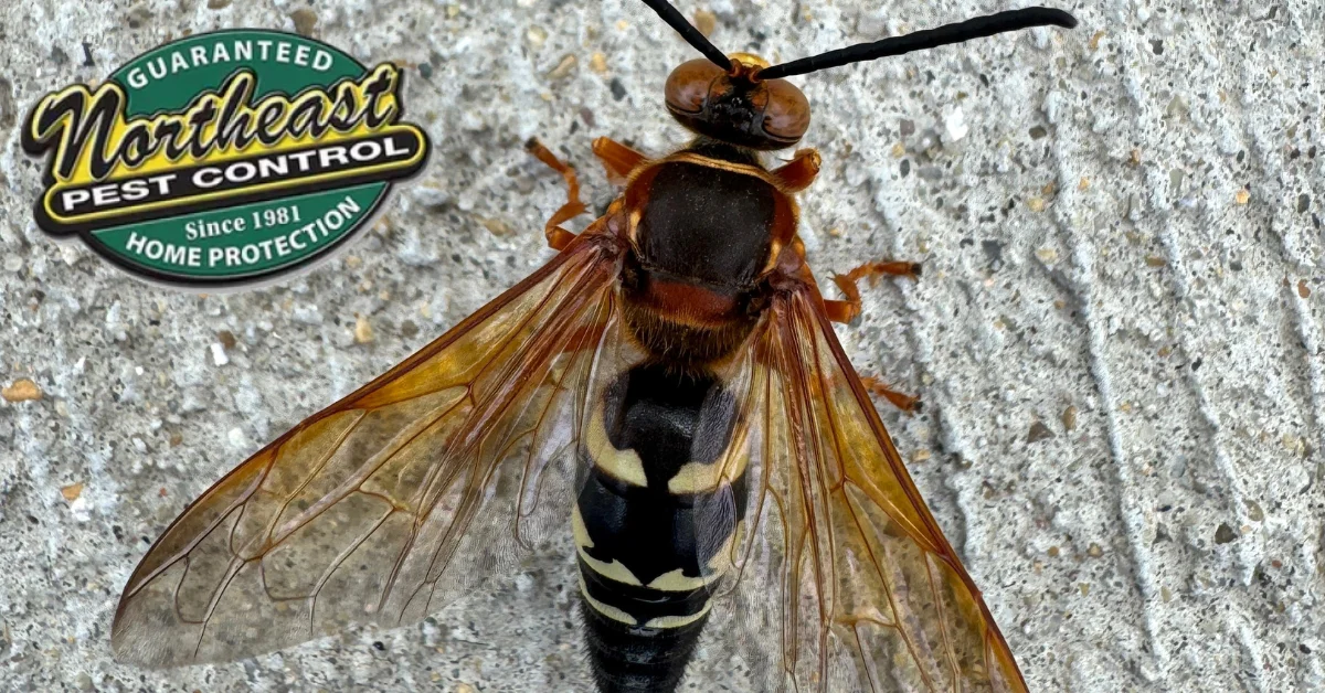 What’s Attracting Wasps and How to Avoid It